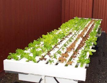 6m Lettuce bench