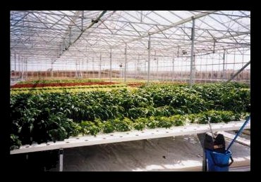So, is hydroponics a good business to get into? And is it a growth ...