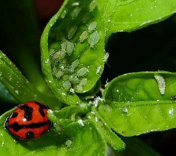 Steve's Hydroponic Garden under Aphid attack