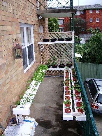 Steve's Hydroponic Set Up