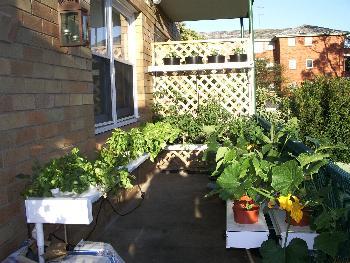 Steve's Hydroponic Balcony