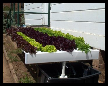 Frensham High School hydroponic lettuce bench