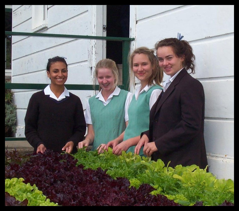 NFT Hydroponic Lettuce Bench