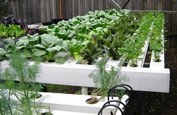 Homegrown produce with hydroponics