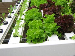 Homegrown produce with hydroponics