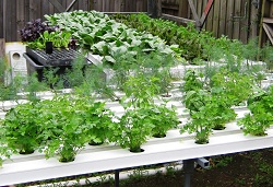 Homegrown produce with hydroponics