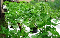 Homegrown produce with hydroponics