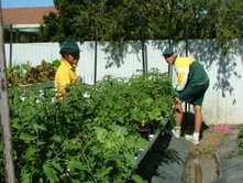 High School NFT Hydroponics