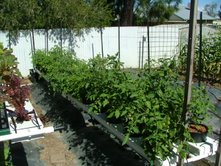 High School NFT Hydroponics