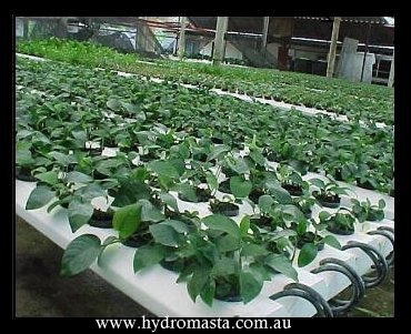 Commercial Hydroponics In Australia