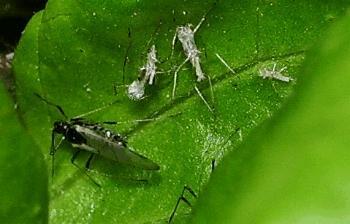 Steve's Hydroponic Garden under Aphid attack